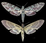Amphimoea