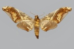 Amplypterus