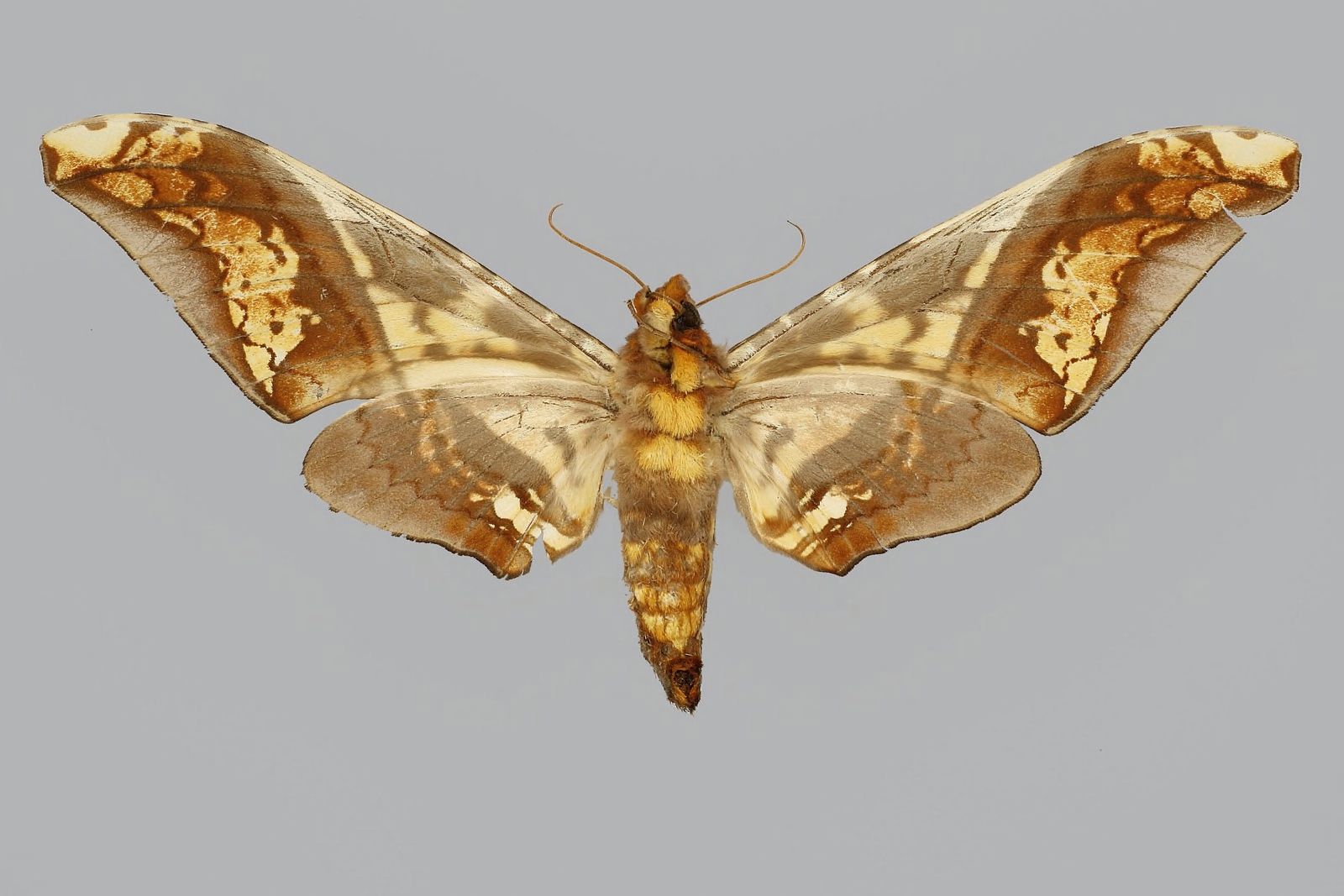 Amplypterus (Род)