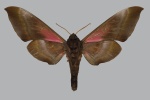 Anambulyx