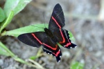 Ancyluris