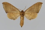 Andriasa