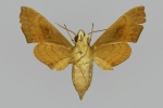 Angonyx