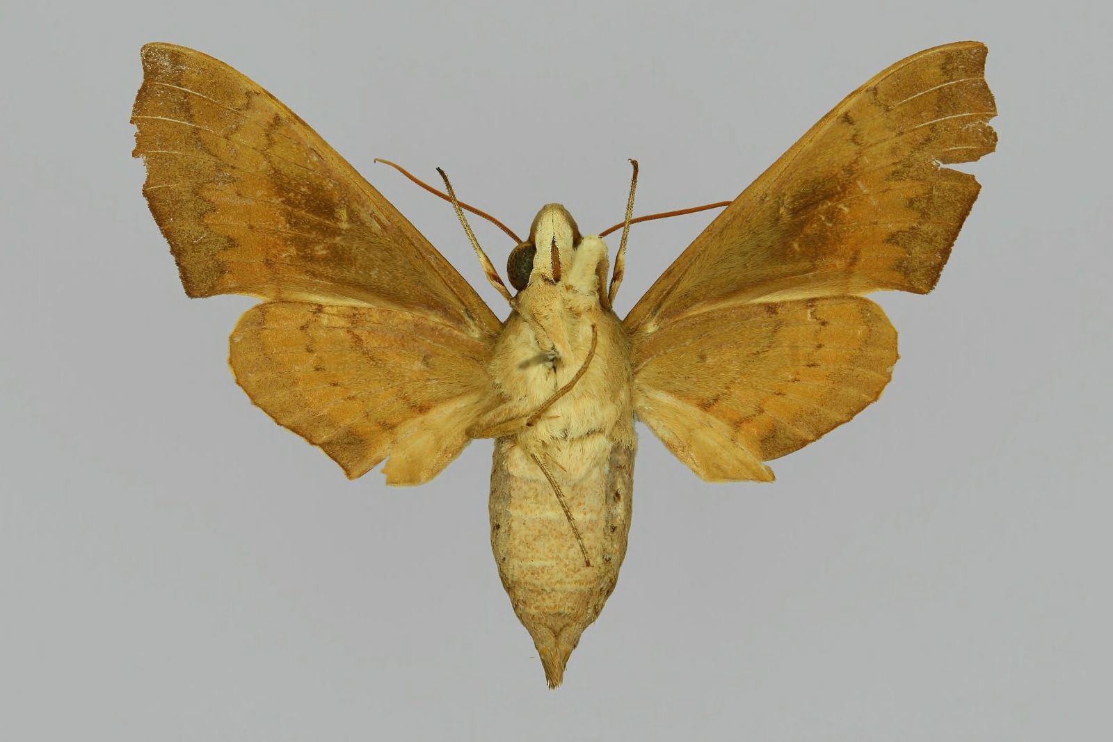 Angonyx (Род)