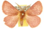 Anthela