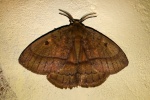 Pseudodreata