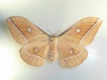 Antheraea
