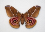 Antherina