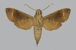 Antinephele