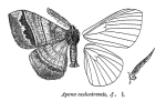 Apona