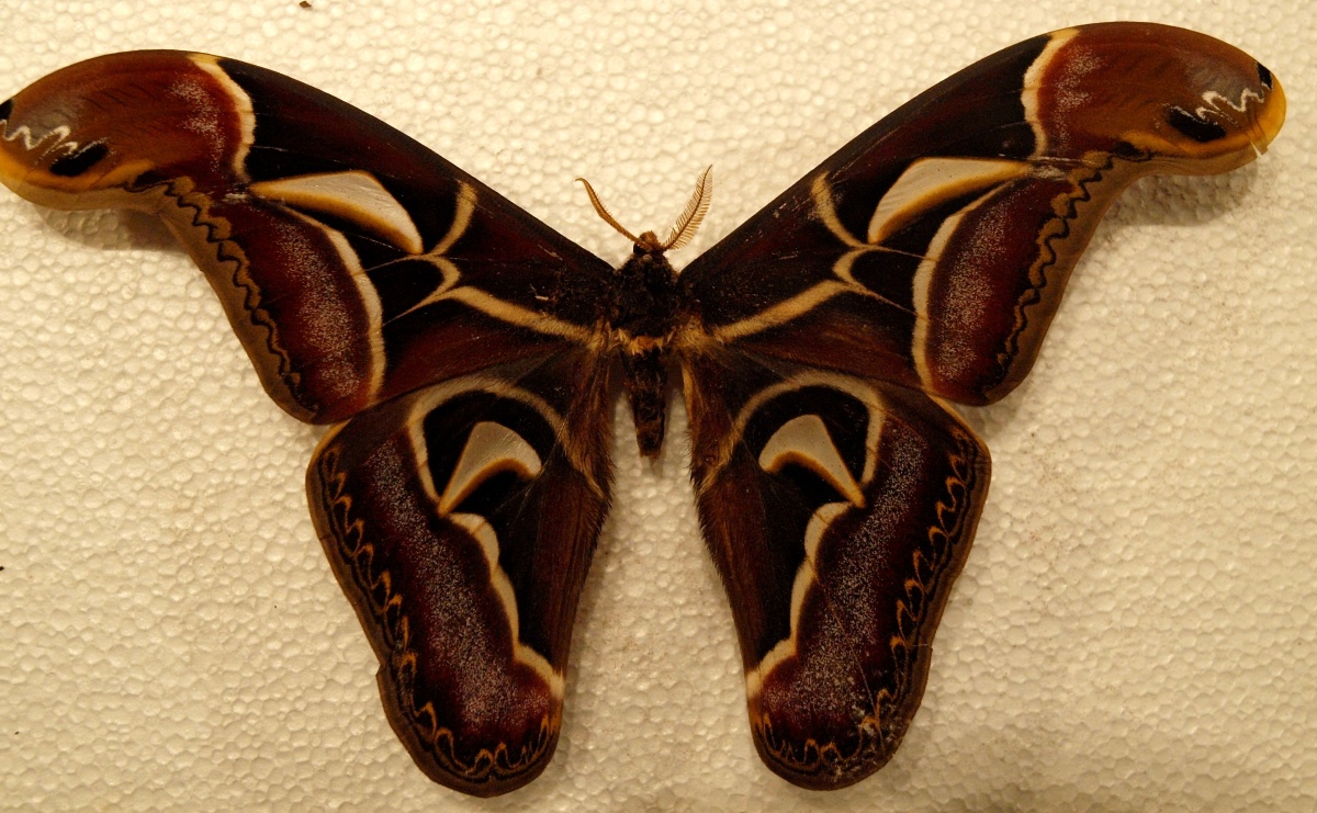 Archaeoattacus (Род)