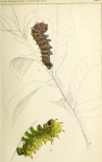 Lobobunaea