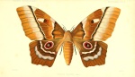 Pseudimbrasia