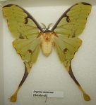 Argema