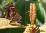 Aricoris