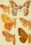 Bunaeopsis
