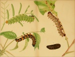 Heniocha