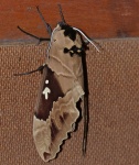 Lophostethus