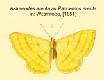Astraeodes