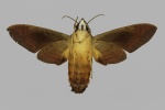 Atemnora