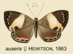 Adelotypa