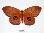 Подсемейство: Hemileucinae

	Триба: Hemileucini

	Automeris