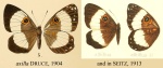 Teratophthalma