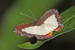 Mycastor