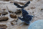 Echydna