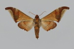 Barbourion