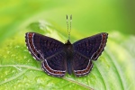 Detritivora