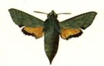 Basiothia