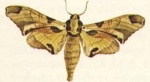 Batocnema