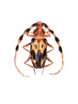 Barbicornis