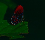 Paralaxita