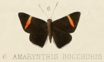 Stichelia