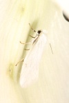 Agavenema