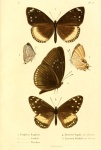 Saribia