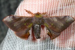 Epia