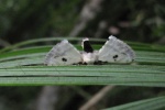 Penicillifera