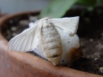Bombyx