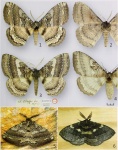 Striphnopteryx