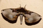 Spiramiopsis