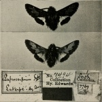 Euproserpinus