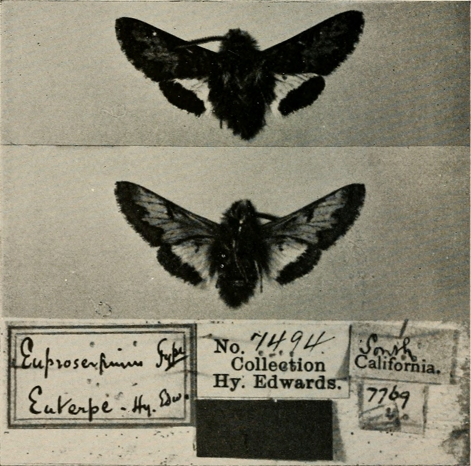Euproserpinus