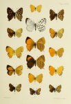 Polycaena