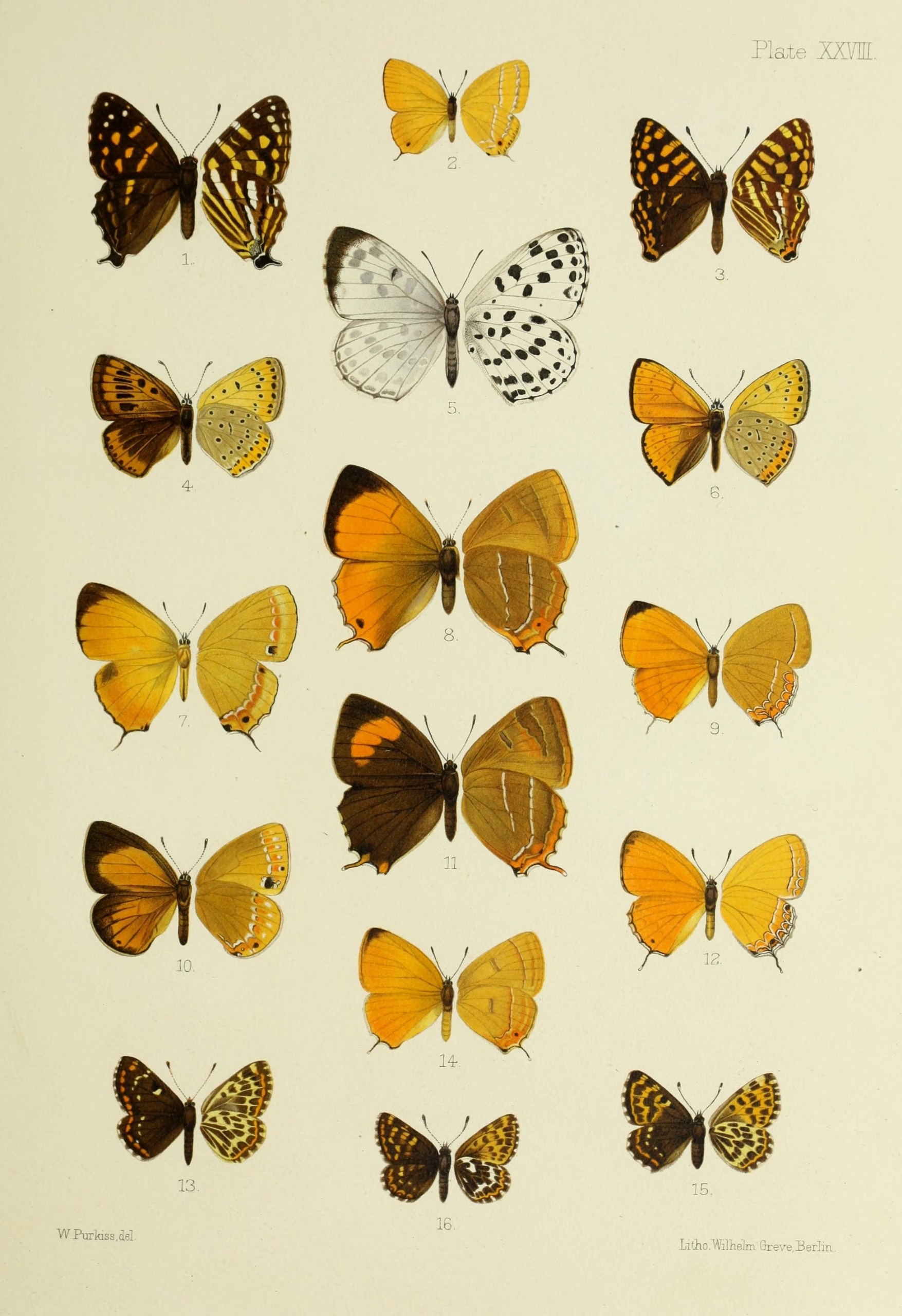 Polycaena