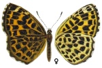 Takashia