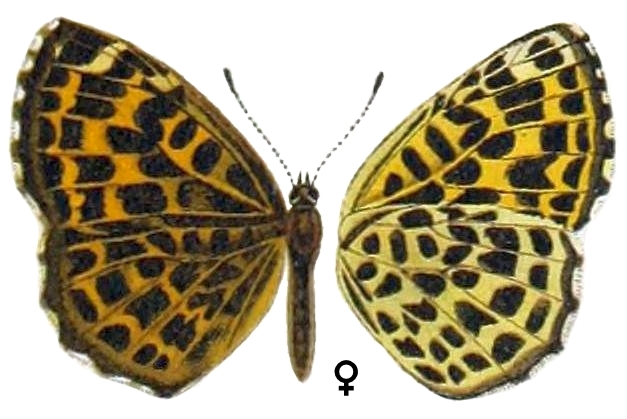 Takashia