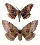 Chelepteryx